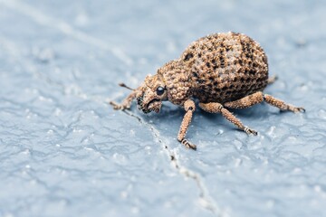 Brown weevil insect crawling on cement floor surface.
