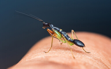 Tiny praying mantis perched on human skin.