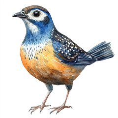Quail watercolor clipart illustration isolated