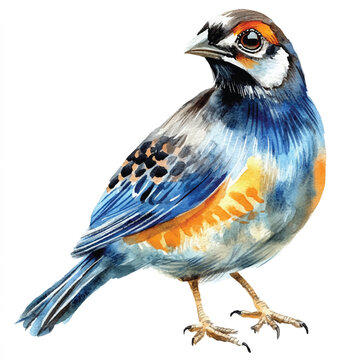 recommend clip art: Quail watercolor clipart illustration isolated