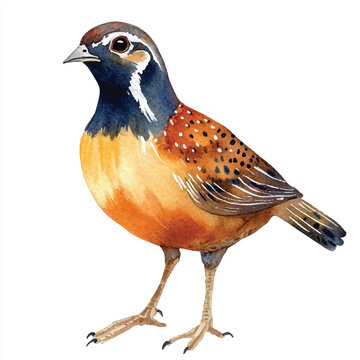 recommend clip art: Quail watercolor clipart illustration isolated