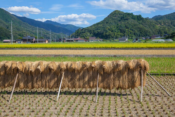 稲の掛け干しが行われた田園の風景 鳥取県 郡家町