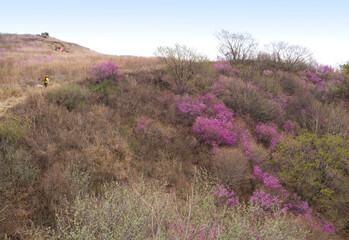 Changnyeong-gun, Gyeongsangnam-do, South Korea - October 21, 2013: A female hiker is walking on the trail of Hwawangsan Mountain with pink azalea flowers