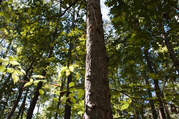 Obraz premium trees in the forest