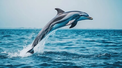 A majestic dolphin leaping out of the water and diving back into the ocean, its sleek body cutting through the surface waves