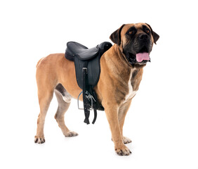 Obraz premium Boerboel in studio