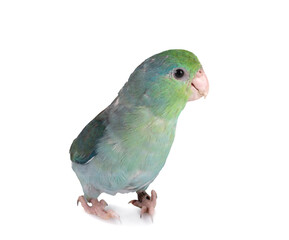 Pacific parrotlet in studio