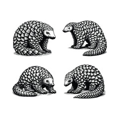 hand drawn Pangolin illustration. engraving black and white grenuk vector illustration isolated background