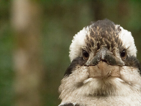 Close-up of kookaburra head staring at camera