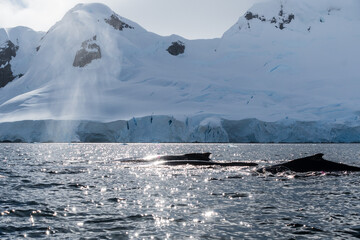 Close-up of the back of a diving humpback whale -Megaptera novaeangliae- including the dorsal fin...