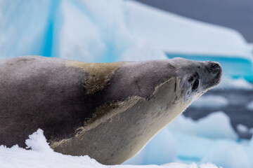 Close-up of a crabeater seal -Lobodon carcinophaga- resting on a small iceberg near the fish islands on the Antarctic peninsula