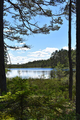 Von Bäumen gerahmtes Portrait eines stillen Sees in Schweden