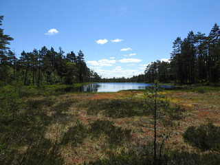 Kleiner See mit vorgelagertem Sumpf in einem Urwald, Schweden
