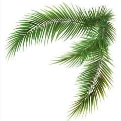 Palm branches