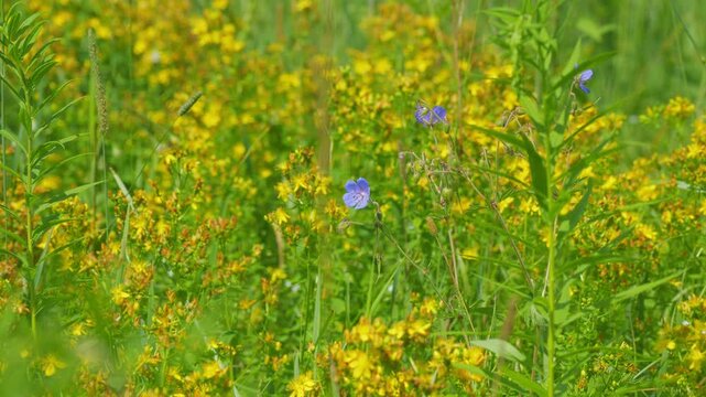 Yellow Flowers Of Perforate St-Johns Wort Or Hypericum Perforatum. Hypericum Is A Medicinal Plant. Gimbal shot.