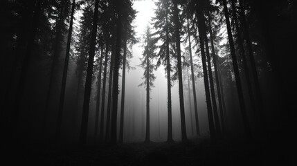 Obraz premium Mysterious forest shrouded in mist, capturing an eerie yet tranquil atmosphere with towering trees and soft light.