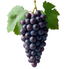 Fototapeta premium Dark blue grape with leaves isolated on white and transparent background. PNG cutout.