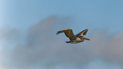 pelican in flight