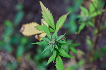 close up of marijuana plant