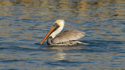 pelican on the water