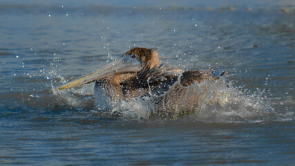 Fototapeta premium pelican in the river