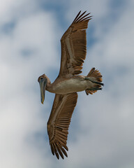 pelican in flight