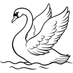 Obraz premium Swan Stretching Wings Above Water Detailed Line Art Vector
