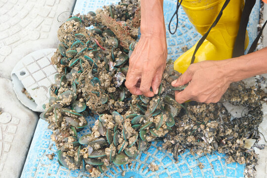 A picture of man harvesting mussels at the aquaculture side.