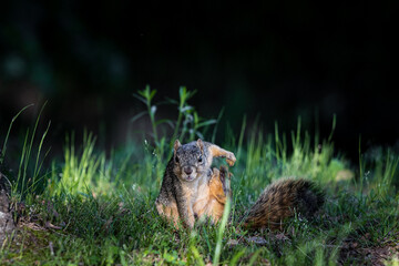 Squirrel doing superman pose