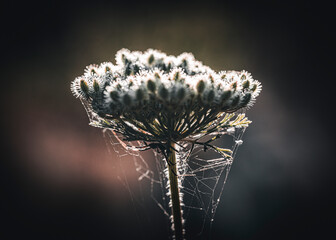 Flower with a spider in a web