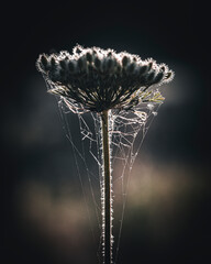 Flower with a spider in a web