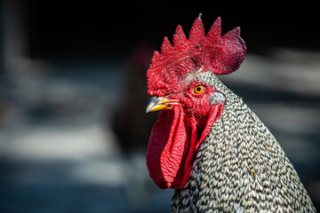 close up of rooster