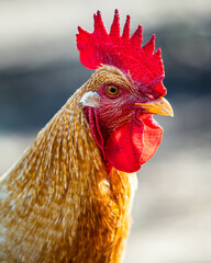 close up of a rooster