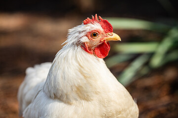 portrait of a chicken