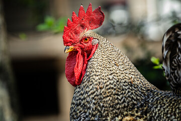close up of a rooster