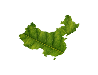 China map made of green leaves on white background ecology concept
