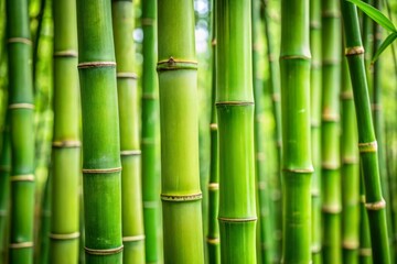 Fototapeta premium Lush green bamboo stalks perfect for creating a natural garden fence while enhancing the beauty of outdoor spaces