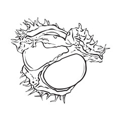 Opened chestnut fruit in linear style. Vector illustration.