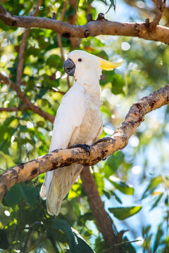 A cockatoo perched on a tree branch