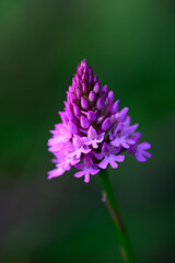 Pyramiden-Hundswurz, Pyramidenorchis // Pyramidal orchid (Anacamptis pyramidalis)