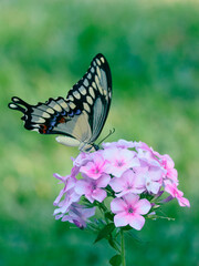 butterfly on flower