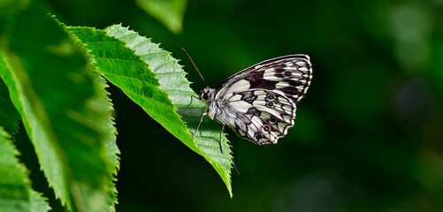 Schachbrett - Falter // Marbled white (Melanargia galathea)