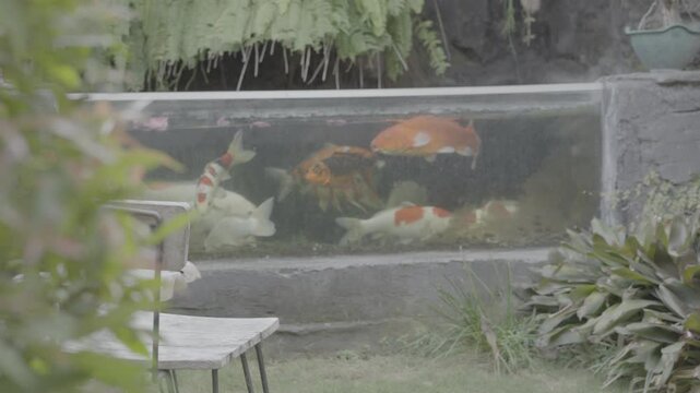 A group of koi fish swimming in the pond with garden view around. Shot with 50 fps, wide shot and 4K resolution, Slog-3, 10 bit 4:2:2, Apple ProRes 422 HQ.