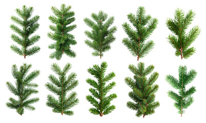 Pine tree branches Fir twigs with green needles on white background. Winter holiday evergreen