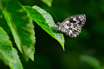 Schachbrett - Falter // Marbled white (Melanargia galathea) - Montenegro