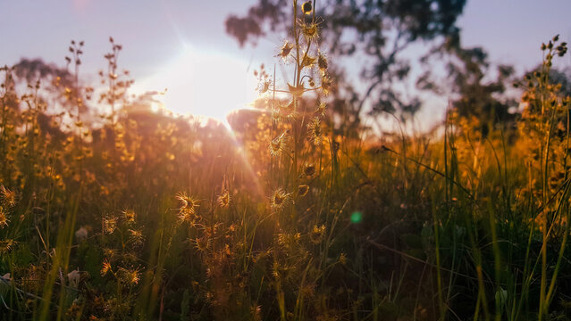 Sundew flowers growing wild in the Australian bush bathed in golden afternoon light