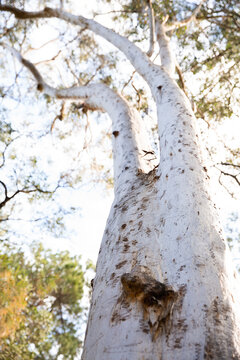 scribbly gum tree growing near brisbane