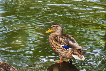 A wild beautiful duck is swimming in the pond.