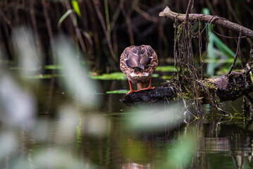 A wild beautiful duck is swimming in the pond.