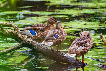 A wild beautiful duck is swimming in the pond.